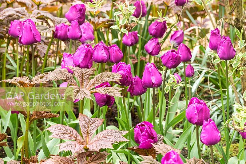 Tulipa 'Negrita' in spring border at Pashley Manor Gardens, East Sussex, UK.