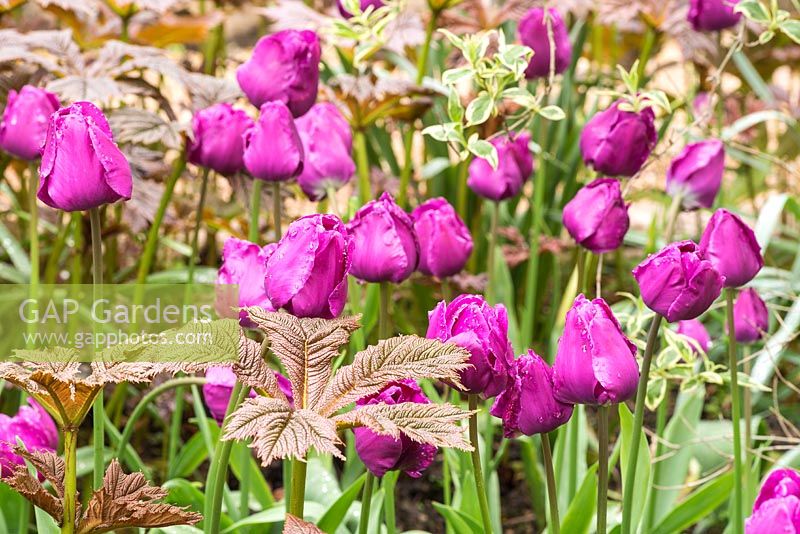 Tulipa 'Negrita' in spring border at Pashley Manor Gardens, East Sussex, UK.