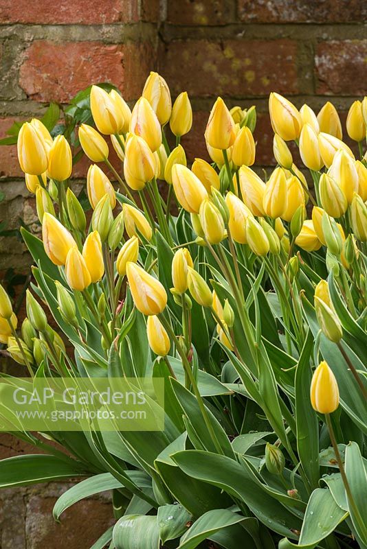 Tulipa 'Antoinette' in stone container at Pashley Manor Gardens, East Sussex, UK.
