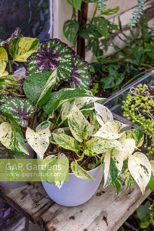 A pot of Epipremnum aureum 'Marble Queen' is displayed on a recycled timber shelf in a conservatory with other tender houseplants. 