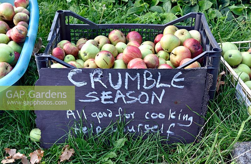 Box full of local apples - Malus domestica - free for the taking, Priory Common Orchard, urban community garden in the London Borough of Haringey, UK. 