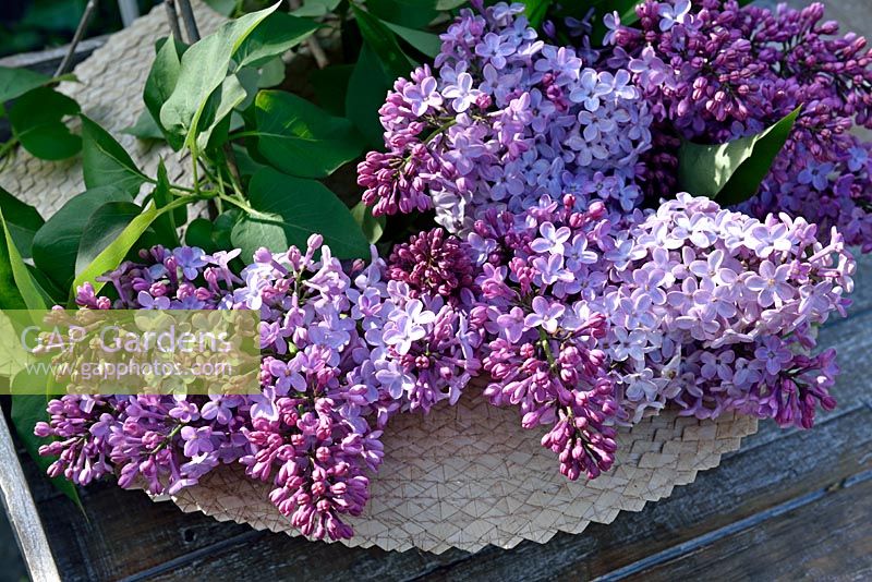 Syringa vulgaris - common Lilac 