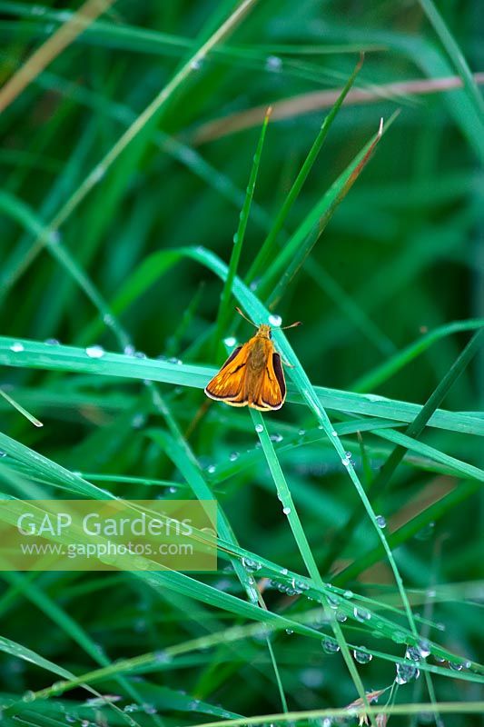 Ochlodes sylvanus - large Skipper butterfly - on blade of grass. 