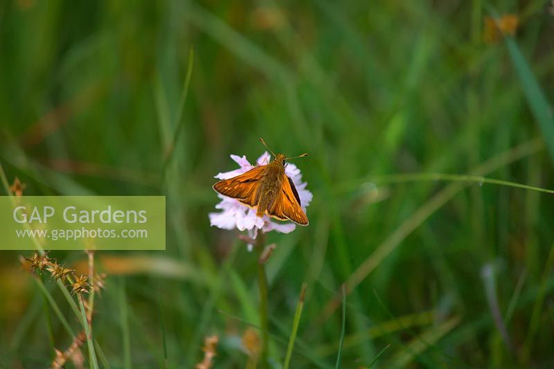 Ochlodes sylvanus - large Skipper butterfly - on Dactylorhiza maculata - heath spotted-orchid