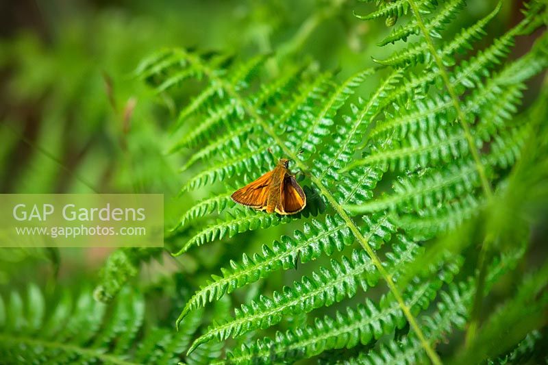 Ochlodes venata - Large Skipper Butterfly on fern 