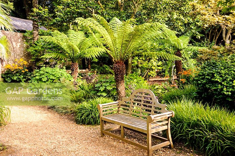Wooden bench surrounded by Dicksonia - tree ferns - at Abbotsbury Subtropical Garden, Dorset, UK. 