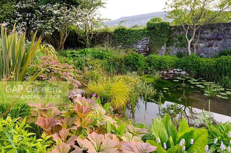 Pond with moisture loving plants. Caher Bridge Garden, Fanore, Ireland