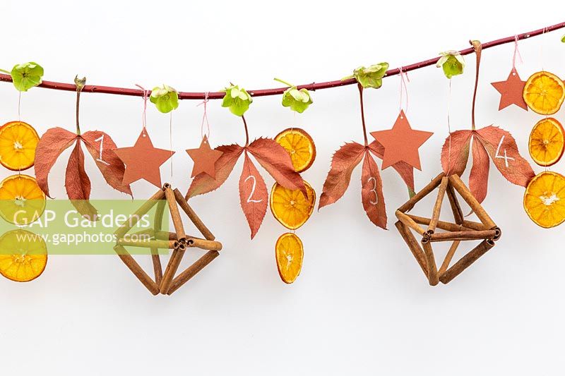 Festive advent branch of dried orange, hellebore leaves and flowers, stars and cinnamon sticks.