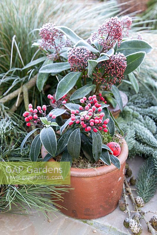 Terracotta containers planted with Skimmias in frost. 