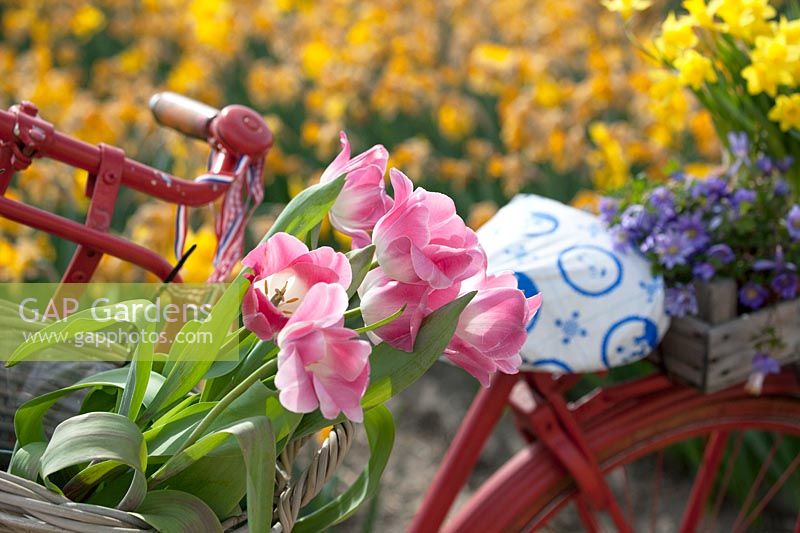 Bicycle decorated with Tulips, Anemone and Narcissus. De Tulperij: Dutch nursery of Daan and Anja Jansze at Voorhout, Holland.