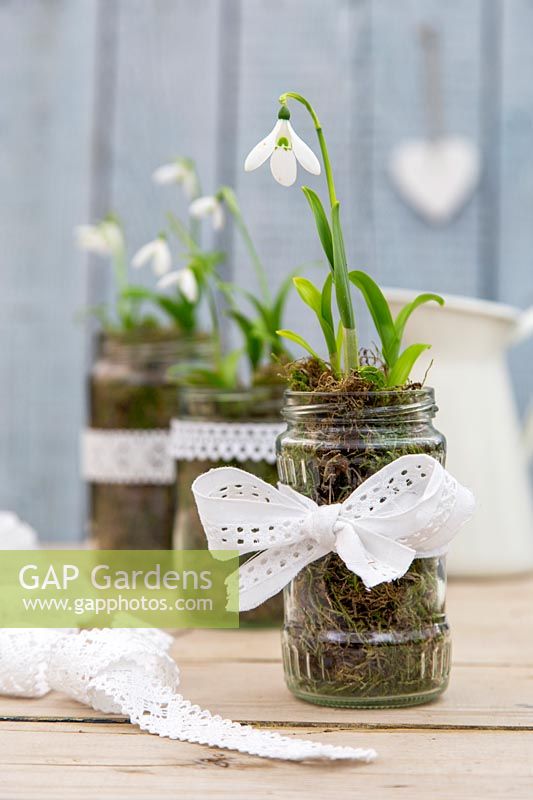 Snowdrops - Galanthus woronowii planted in jam jars decorated with lace ribbon