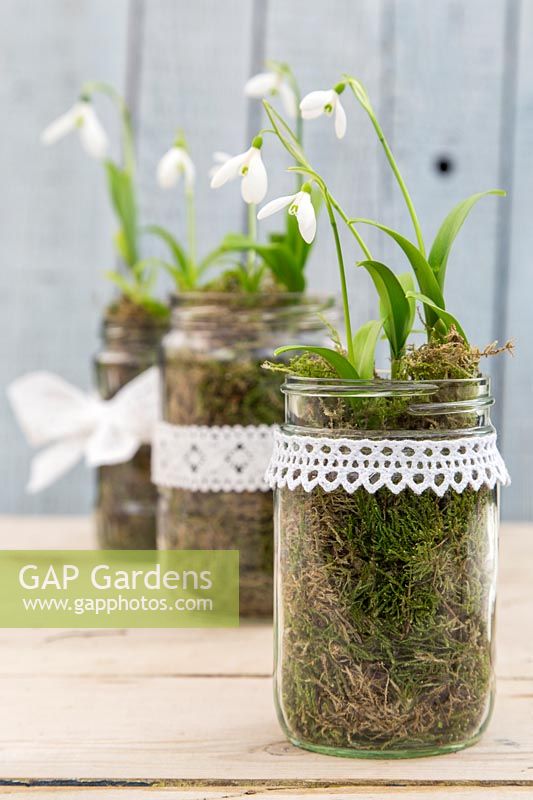 Snowdrops - Galanthus woronowii planted in jam jars decorated with lace ribbon