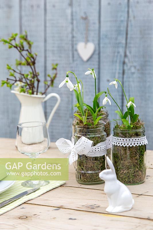 Snowdrops - Galanthus woronowii planted in jam jars decorated with lace ribbon and ceramic rabbit