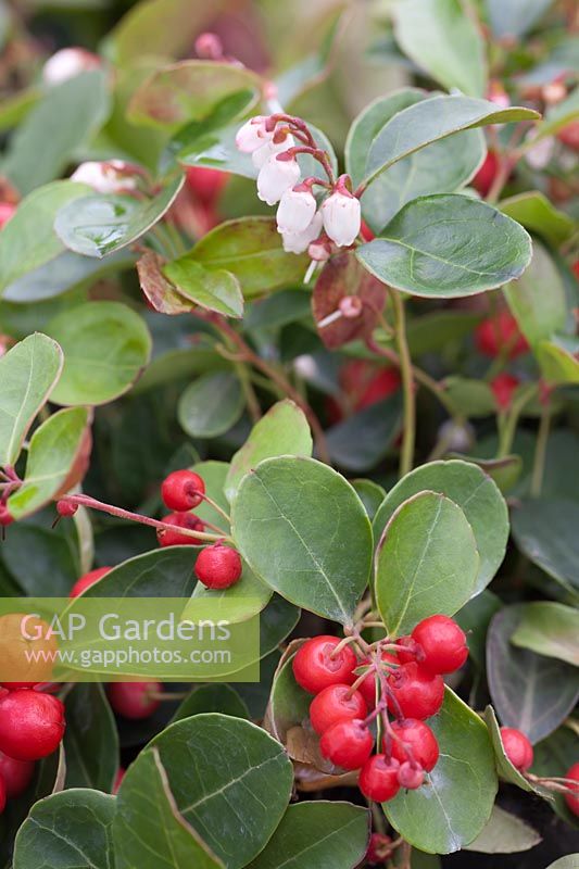 Gaultheria procumbens 'Big Berry' with flowers and berries 