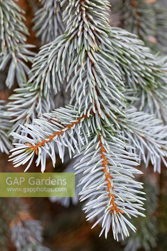 Picea pungens 'Hoopsii' - Colorado Blue Spruce 