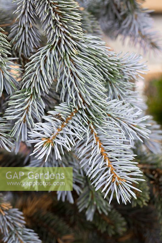 Picea pungens 'Hoopsii' - Colorado Blue Spruce 