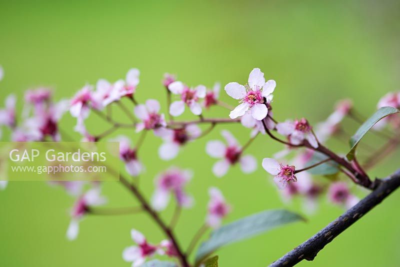 Prunus padus 'Colorata'- bird cherry 
