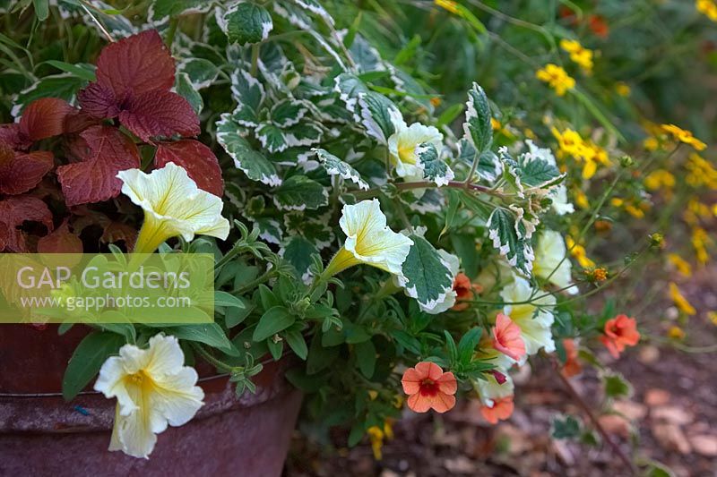 An attractive planter combination for summer interest with Plectranthus 
madagascariensis 'Variegated Mintleaf' var AGM, Petunia 'Surfinia Yellow Dream' 
Calibrachoa Mini Trailing Petunia 'Coral Reef' and Bidens 'Gold Star'