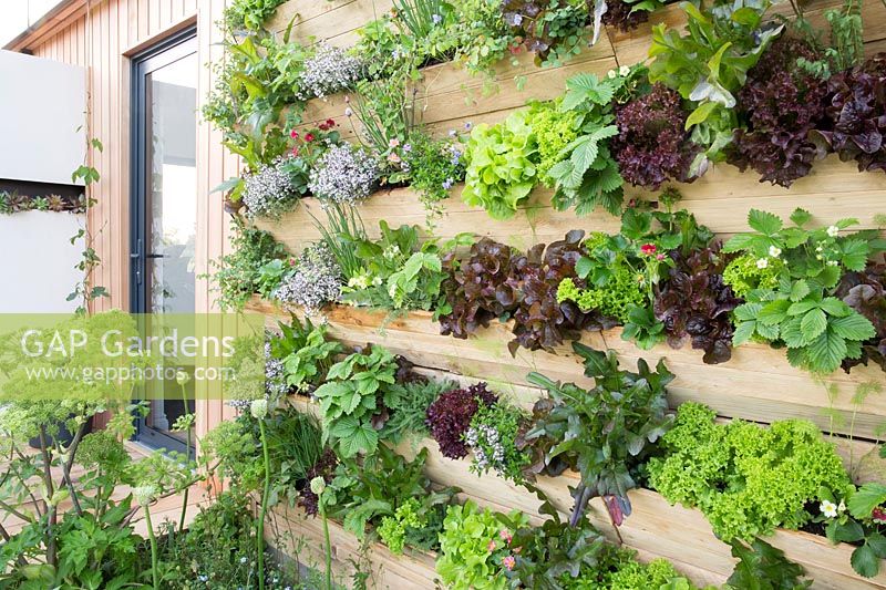 Outdoor kitchen door with wood panel living wall, planted with salad and herbs. 'The Salad Deck' garden, RHS Malvern Spring Festival, 2018. 