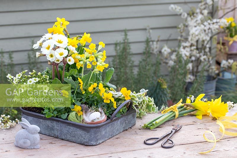 Galvanised tray with Primula, Viola, Narcissus and Saxifraga