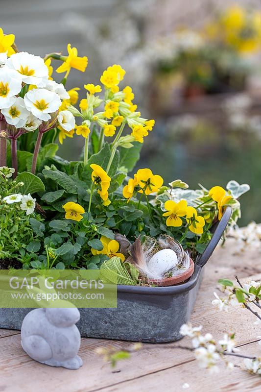 Galvanised tray with Primula, Viola and Saxifraga with Easter rabbit