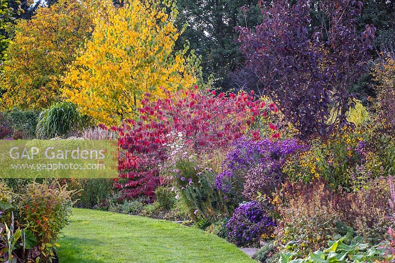 Deciduous shrubs and trees with Asters and Verbena