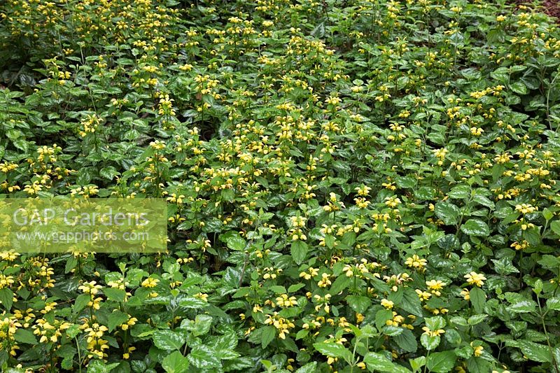 Yellow flowering Lamium galeobdolon - Deadnettle