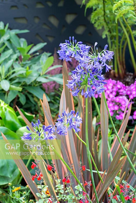 Agapanthus 'Northern Star' with Phormium 'Maori Queen' - 'Jungle Fever', RHS Tatton Park Flower Show 2018. 