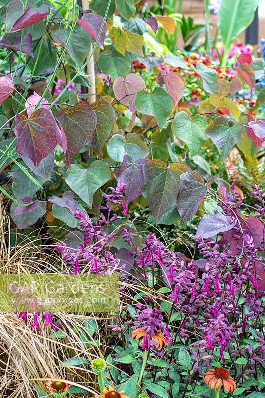Cercis 'Red Force' underplanted with Salvia 'Love and Wishes' - 'Jungle Fever', RHS Tatton Park Flower Show, 2018.