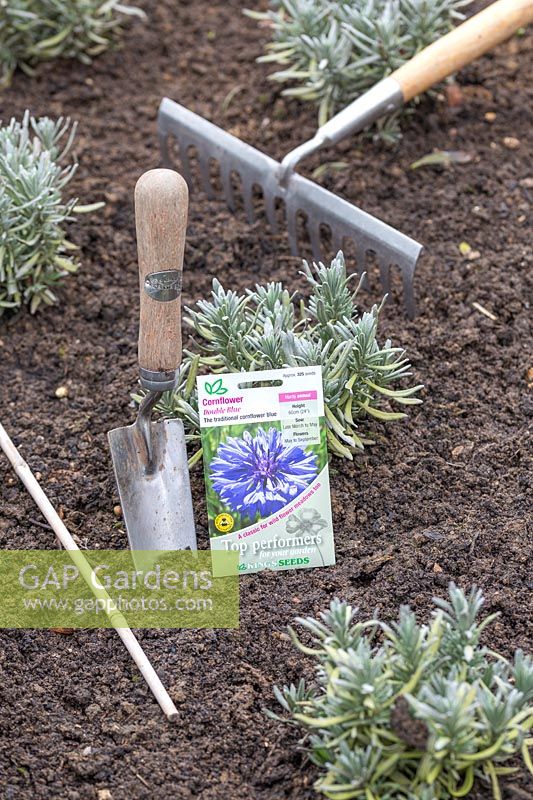 Ready for sowing seeds of Cornflowers directly outside 
