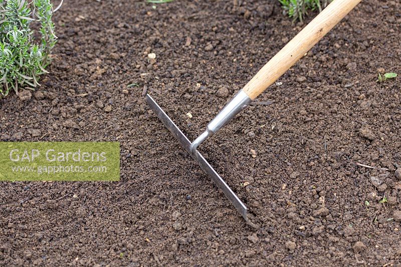 Raking soil to cover seed after sowing Nigella 'Miss Jekyll' 