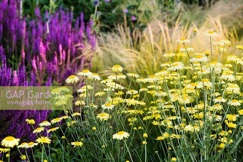 Flower bed with plants perfect for pollination - Anthemis tinctoria 'E.C. Buxton' Dyer's Chamomile AGM, Salvia nemorosa 'Amethyst' - Balkan Clary and Stipa lessingiana 