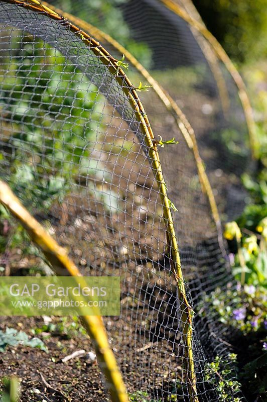 Pliable willow stems for protective netting in the potager, Cirencester, UK.