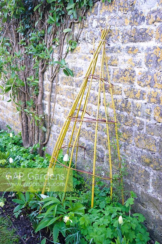 Colourful cornus and willow stems used to make a support for clematis to climb against a wall. Barnsley House, Cirencester, UK