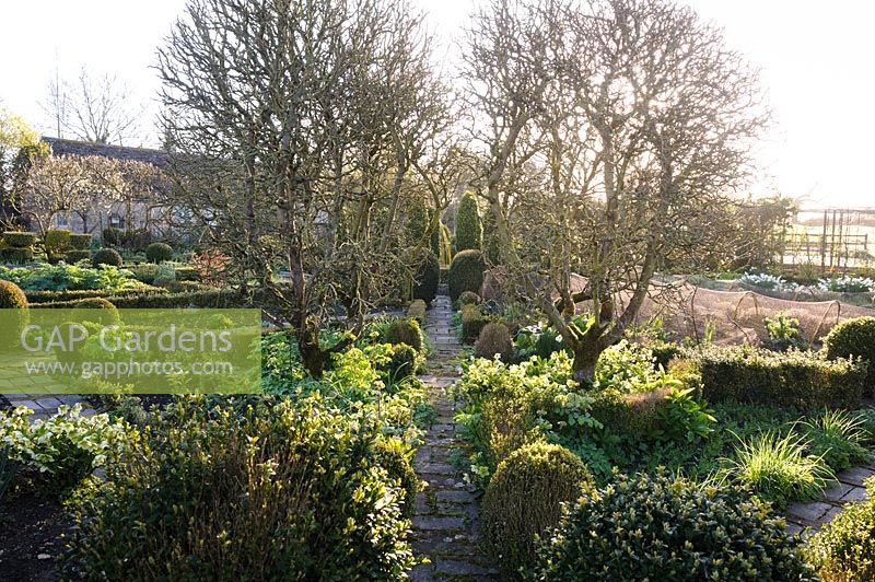 Goblet trained apple trees and path in the potager edged with clipped box, hellebores and narcissi, Barnsley House, Cirencester, UK
