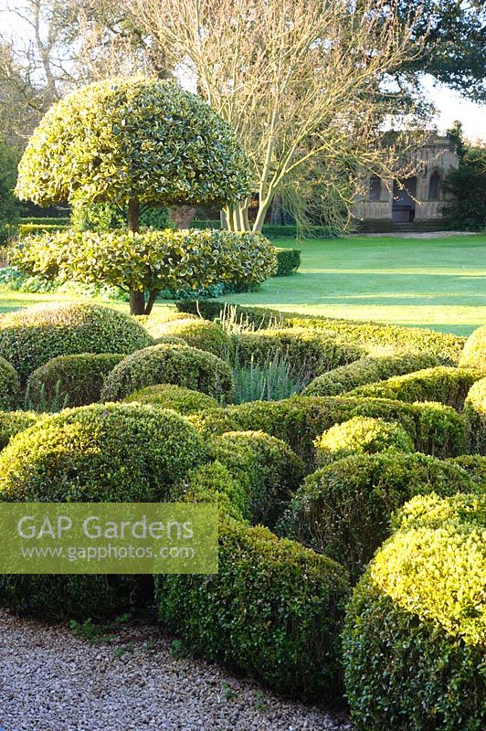 Knot garden of box and teucrium with standard clipped variegated hollies, Ilex x altaclerensis 'Golden King', Barnsley House, Cirencester, UK