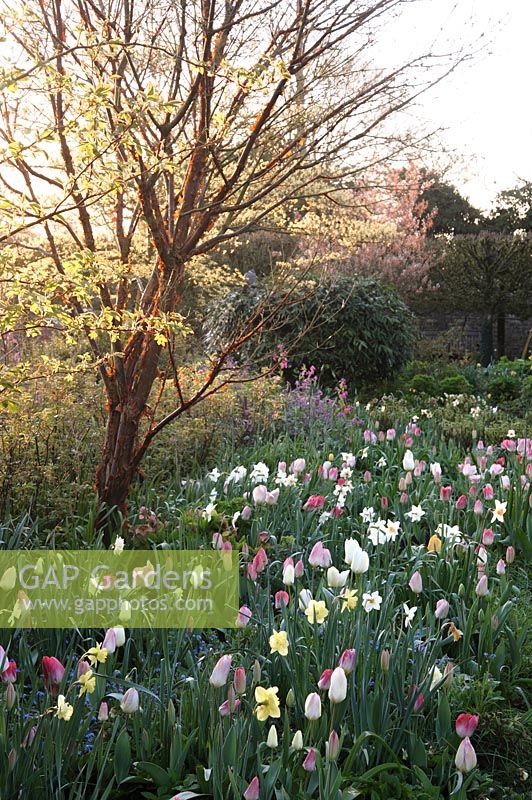 Peeling bark of Acer griseum catches the dawn sunlight above a border of mixed tulips and narcissi.