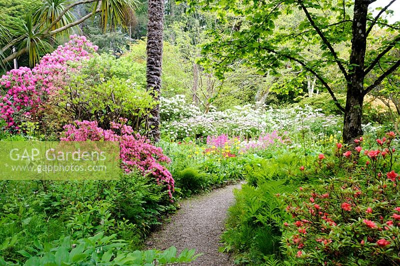 Path between colourful azaleas and ferns leads towards bog planting including
 candelabra primulas, hostas and striking Melinaselinum decipiens.