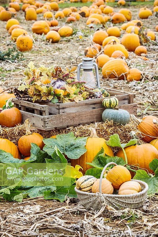 Autumnal still life with wreath, lanterns and trugs in pumpkin field
