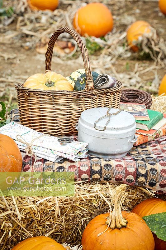 Autumn picnic in Pumpkin field including map, compass, basket and lots of pumpkins