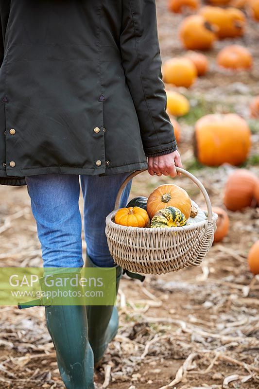 Woman carrying trug with harvested pumpkins, squash and gourds