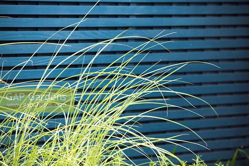 Miscanthus sinensis 'Morning Light' by blue wooden fence.