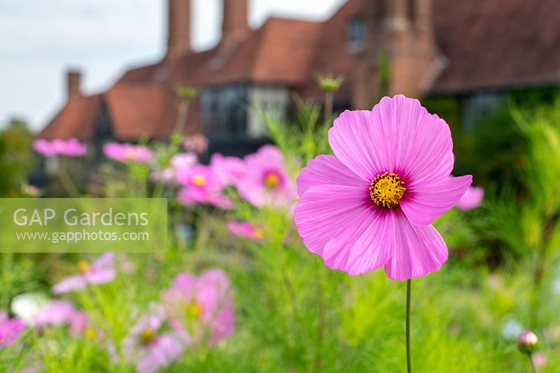 Cosmos bipinnatus - Mexican Daisy in front of RHS Wisley laboratory 