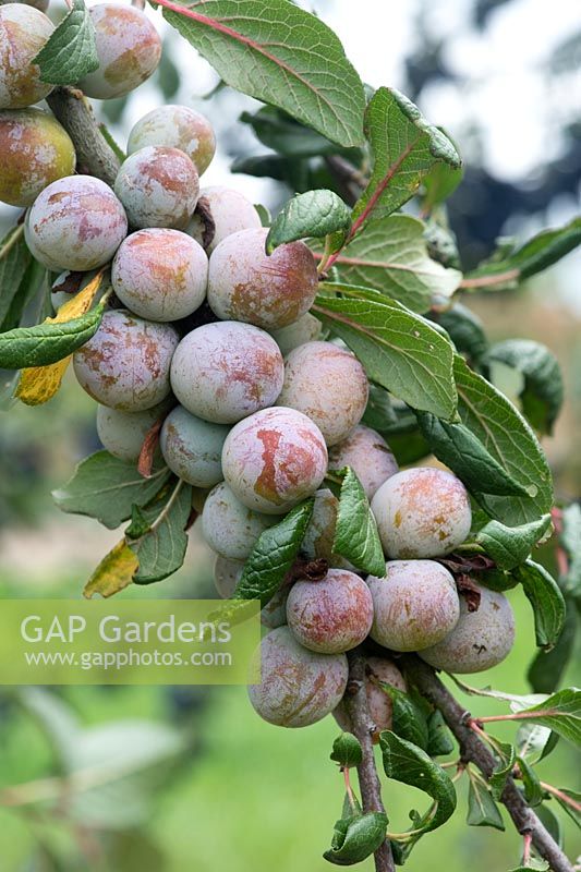Prunus insititia - shepherd's bullace - fruits hanging on tree
