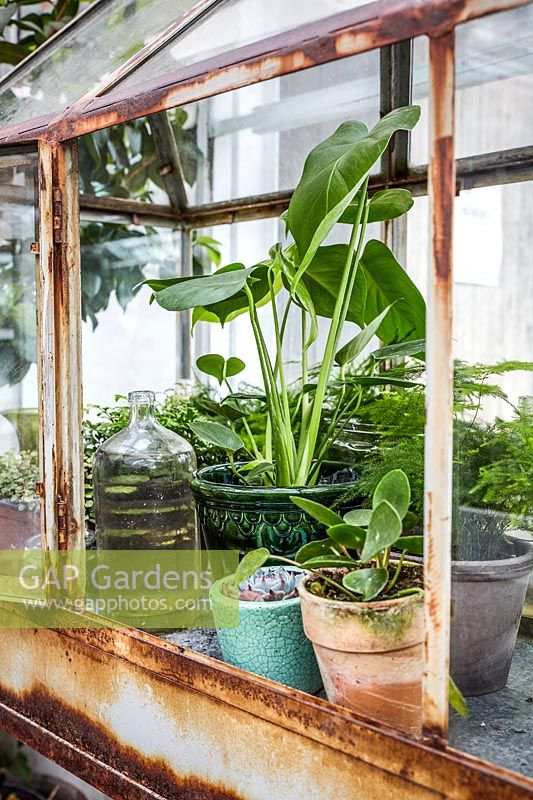 Vintage metal greenhouse with display of potted houseplants