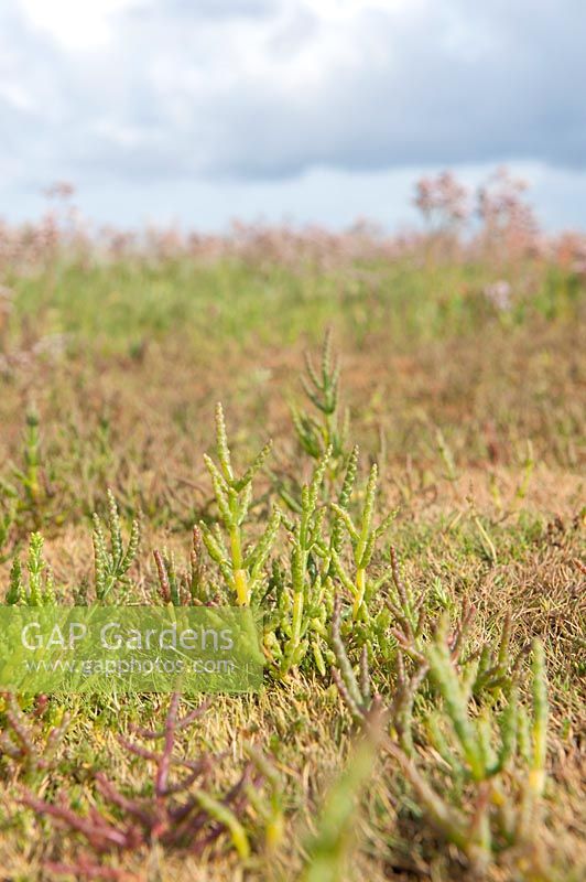 Salicornia - glasswort, pickleweed, picklegrass or marsh samphire - 
growing on mudflats 