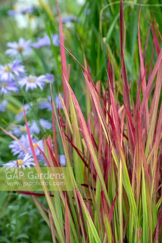 Imperata cylindrica 'Red baron' Japanese Blood Grass 