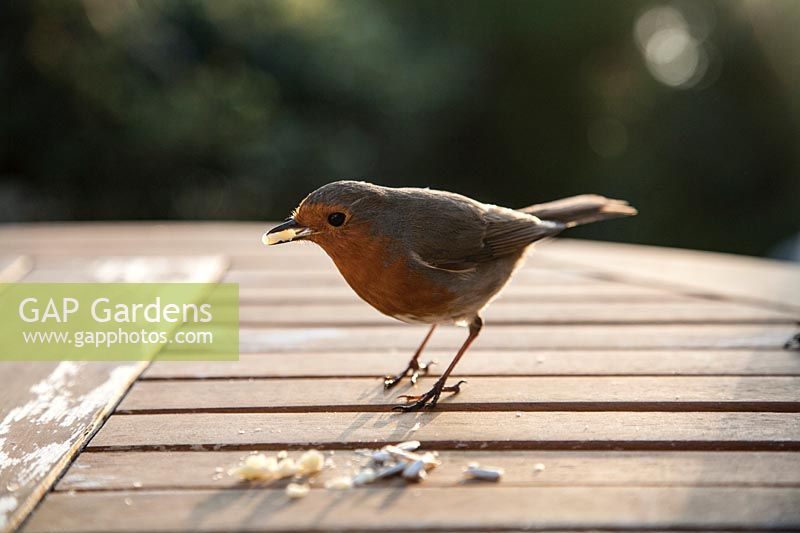 A robin feeds on crumbs on a garden table