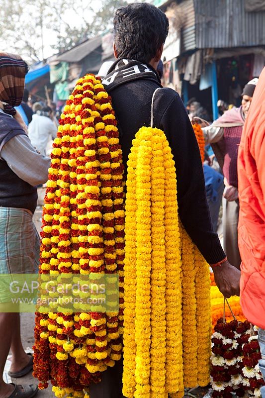 Garlands of Tagetes - marigolds - being carried to flower market
