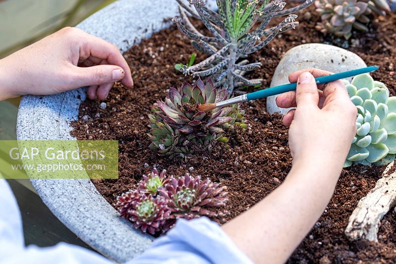 Using dry paint brush to remove compost from foliage of newly planted succulents